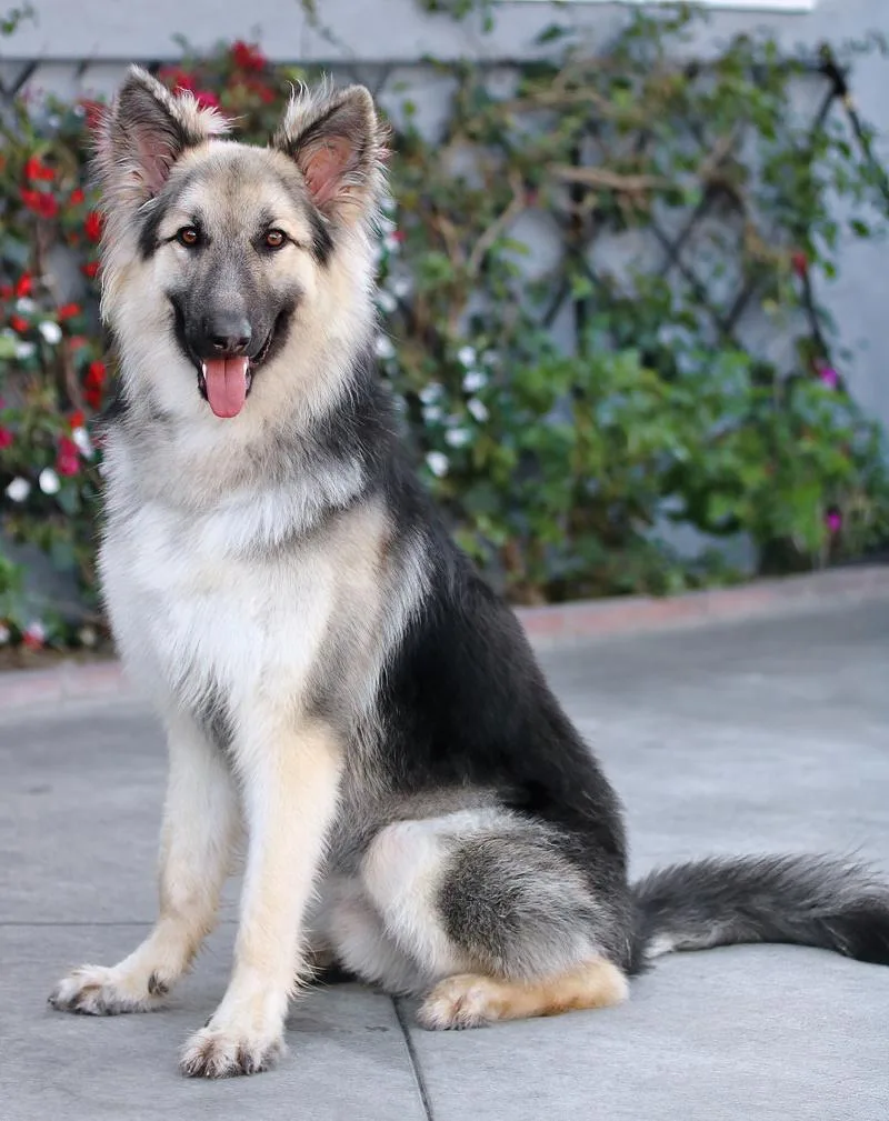 Simba Von Schleiz thumbnail 5