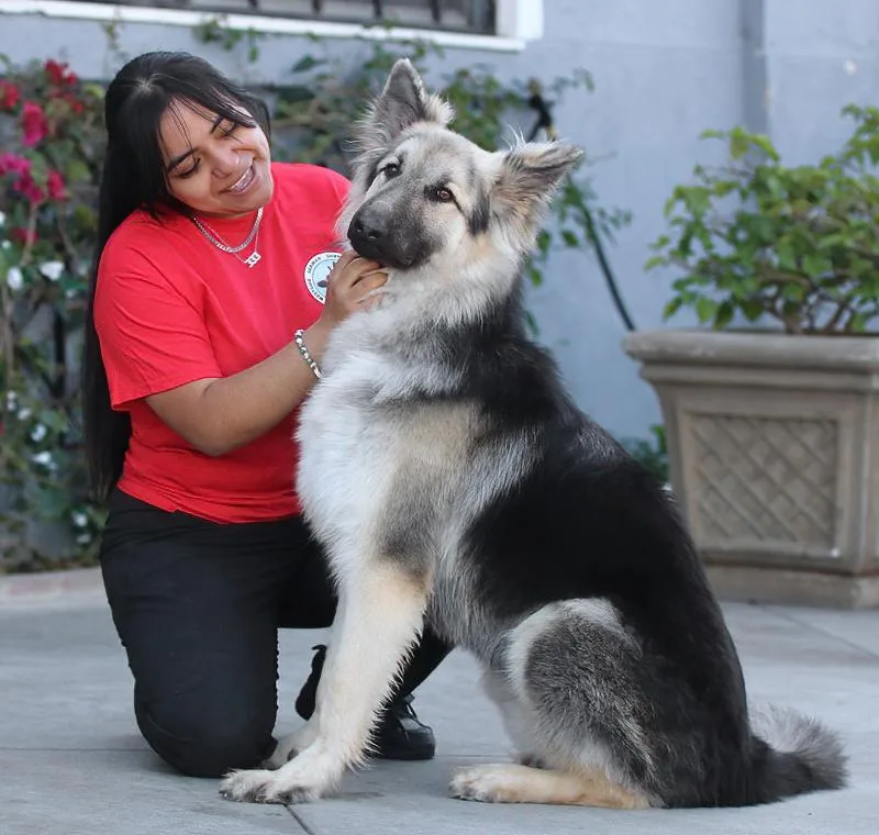 Simba Von Schleiz thumbnail 6