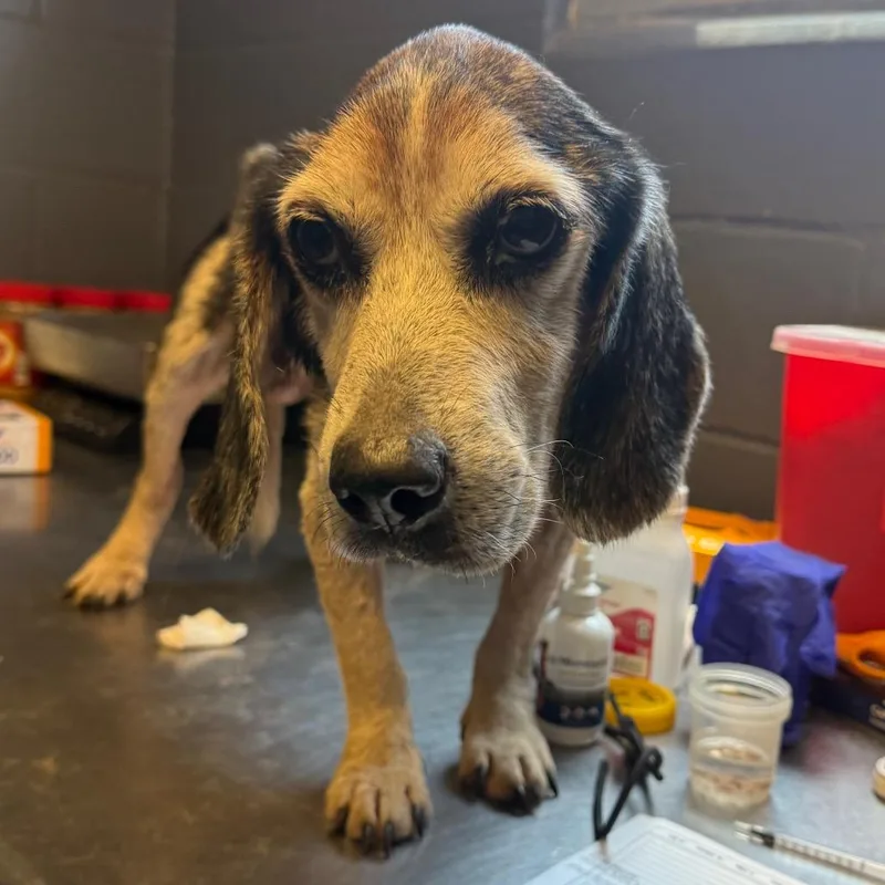 A senior small-sized male Black Beagle dog named TUSCStray for adoption in Tuscaloosa, AL