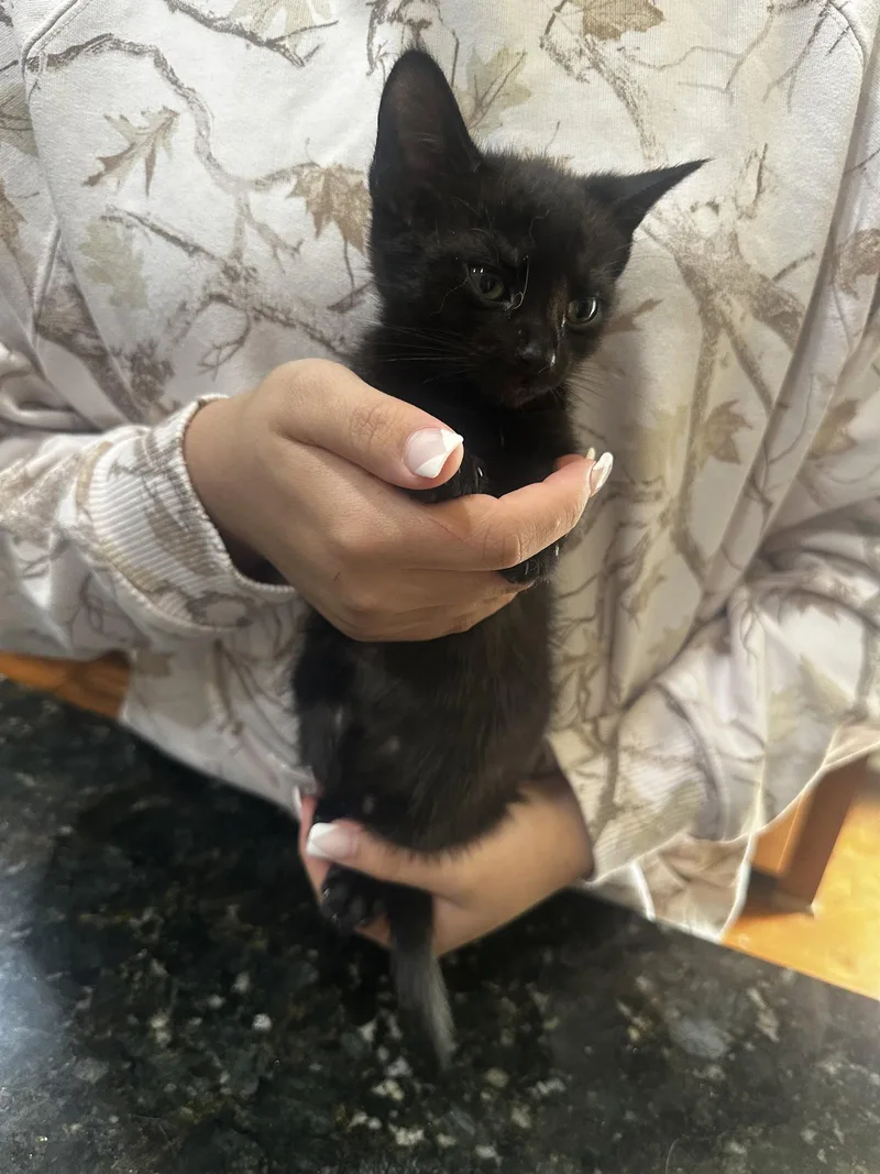 Licorice thumbnail 2