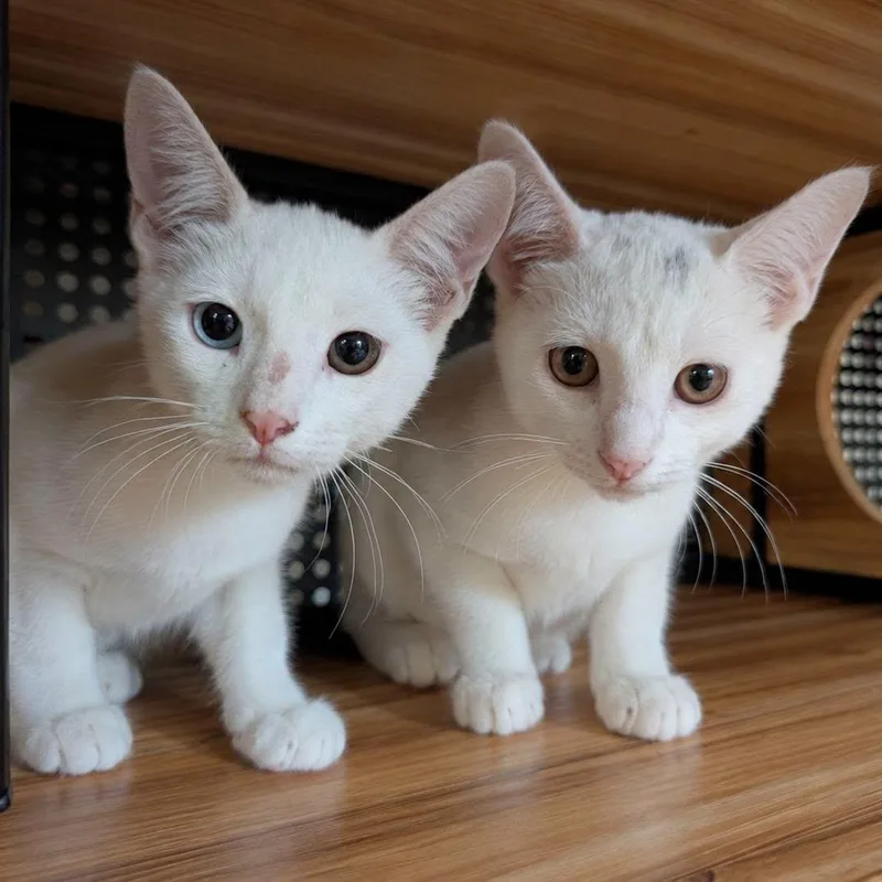 A baby small-sized male White Exotic Shorthair cat named Marshmallow & Snowball for adoption in Mabank, TX