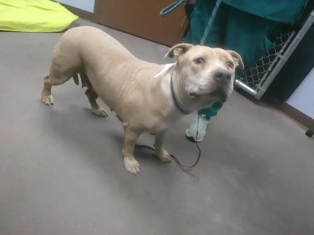 An adult large-sized female Pit Bull Terrier dog named Honeybun for adoption in Phoenix, AZ
