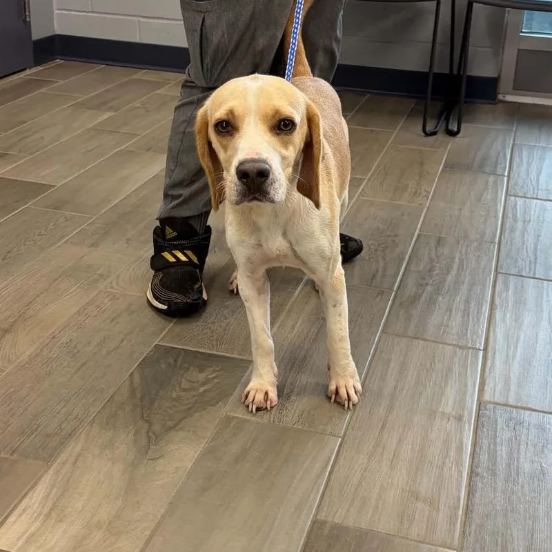 An adult medium-sized male Beagle dog named Ernesto for adoption in Nevada, MO