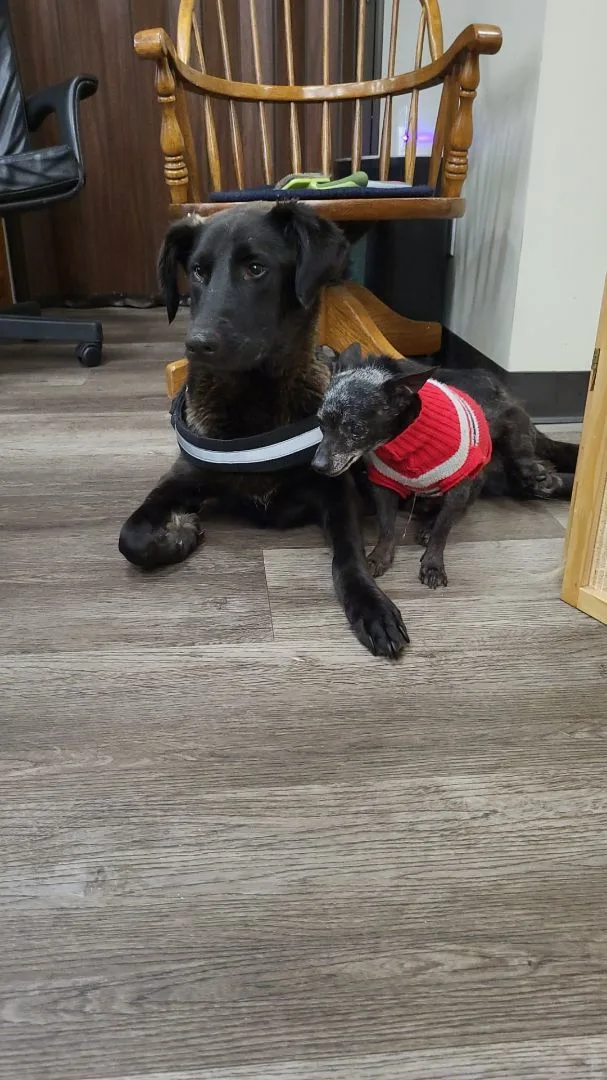 Magnificent Miles Davis!!! thumbnail 3