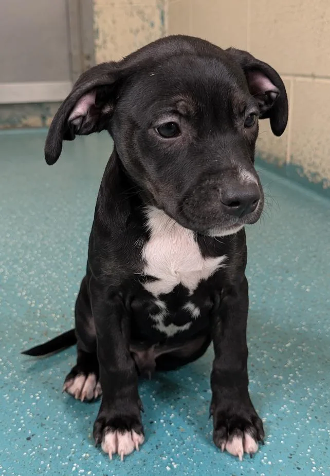 A baby medium-sized male Labrador Retriever dog named Salem for adoption in Seven Points, TX