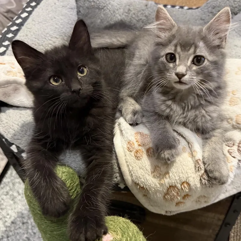 A baby large-sized male Black Domestic Medium Hair cat named Bear Bear for adoption in Austin, TX