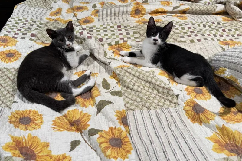 Jack & Dakota Bonded thumbnail 3
