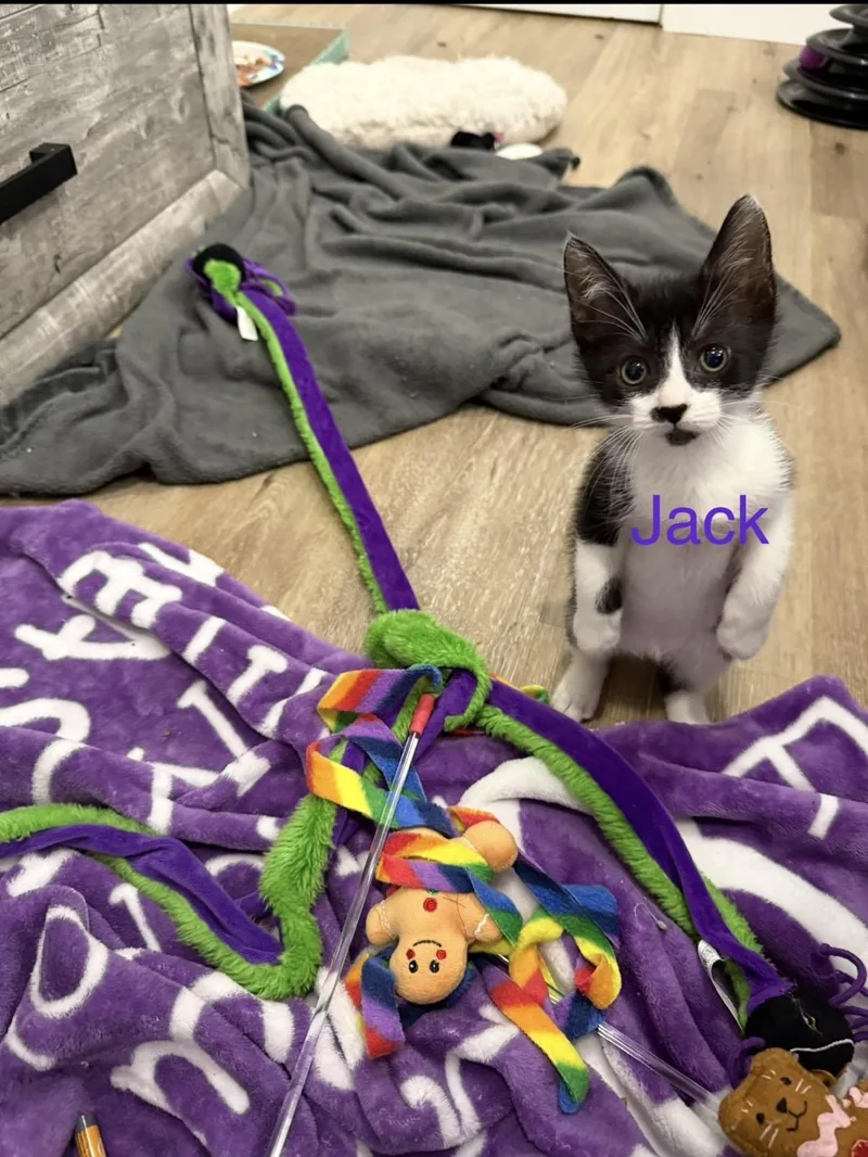 Jack & Dakota Bonded thumbnail 5