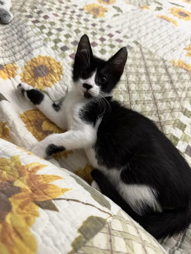 Jack & Dakota Bonded thumbnail 6