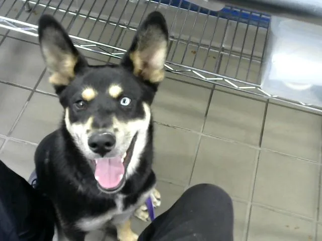 An adult medium-sized male German Shepherd Dog dog named Blue for adoption in Albuquerque, NM