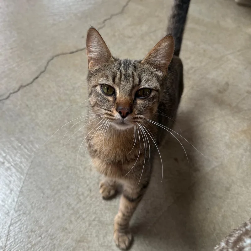 A young medium-sized female Brown / Chocolate Domestic Short Hair cat named Cleo for adoption in Fort Bragg, CA