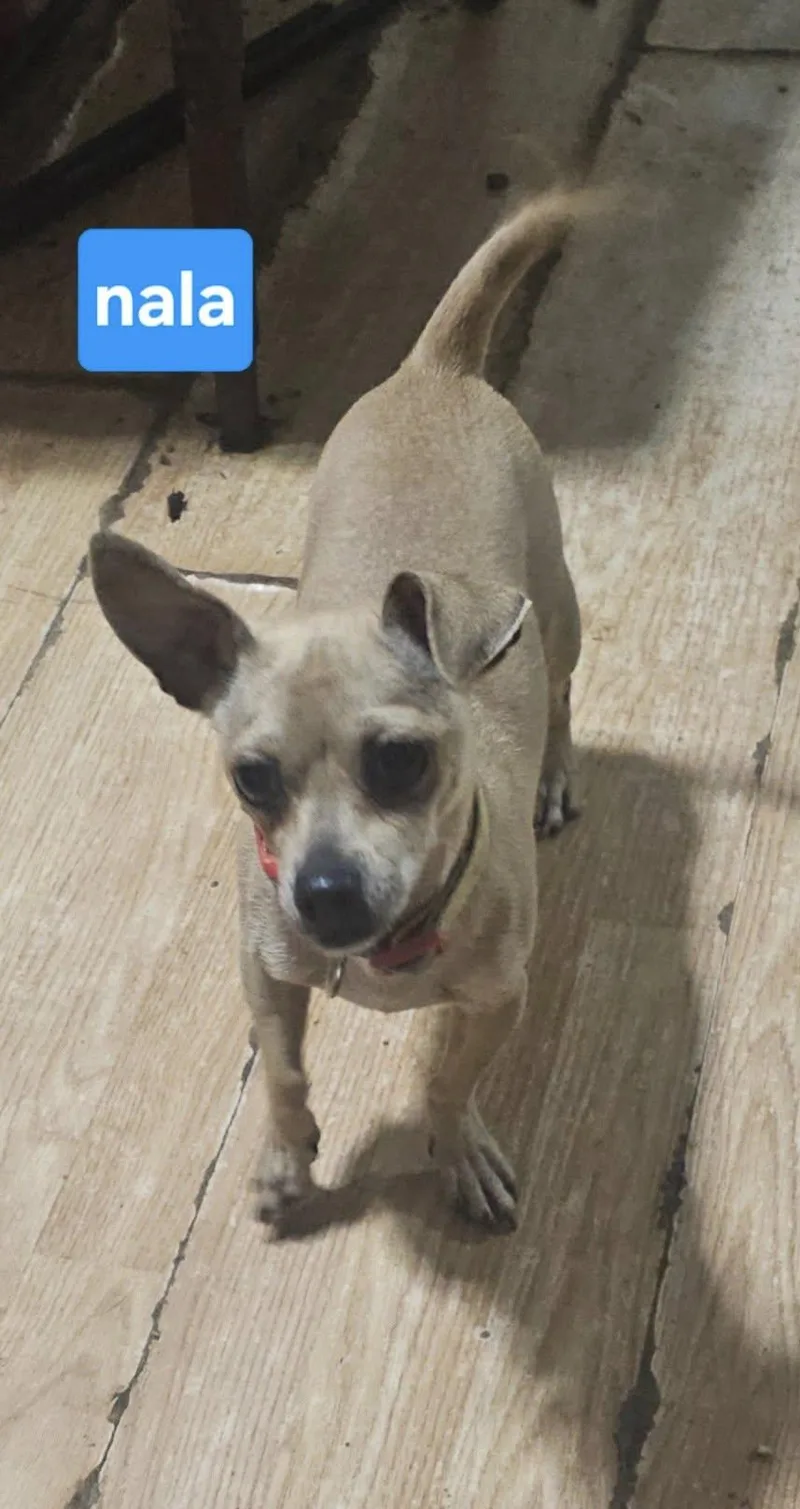 Nala