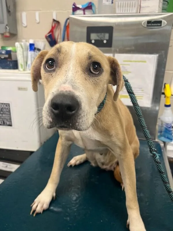 An adult medium-sized female Yellow / Tan / Blond / Fawn American Bulldog dog named Tappy for adoption in Mobile, AL