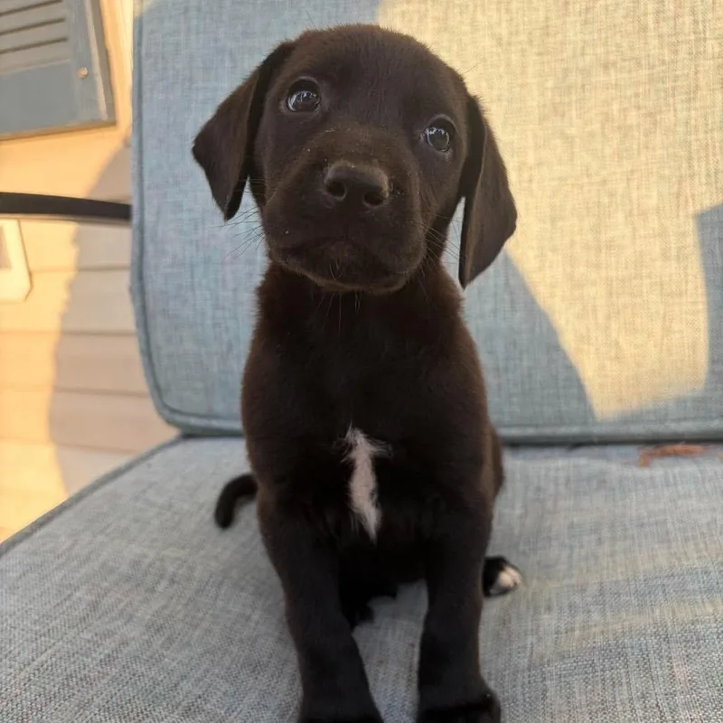A baby medium-sized male Black Mixed Breed dog named Denali for adoption in Fredericksburg, VA