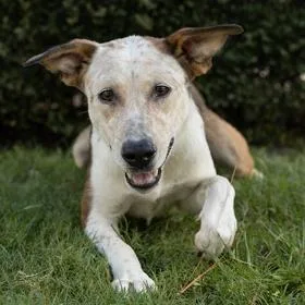 A young medium-sized female Cattle Dog dog named Layla for adoption in Springboro, OH