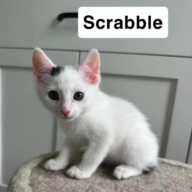 A baby small-sized male White Domestic Short Hair cat named Scrabble for adoption in Nampa, ID