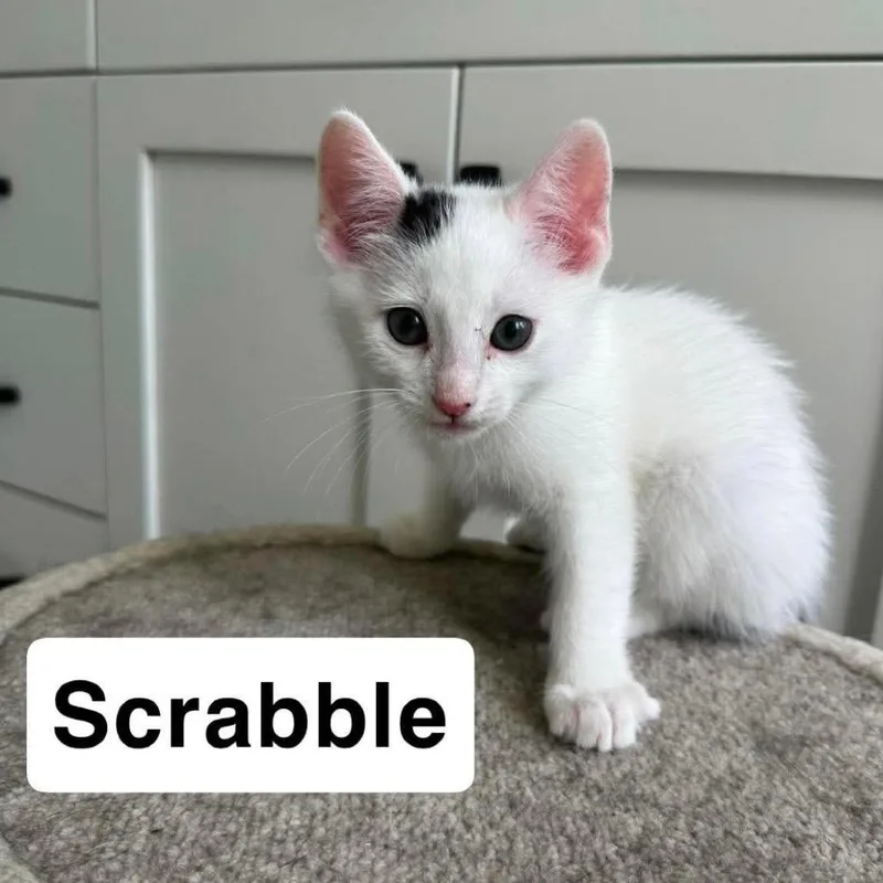 Scrabble thumbnail 2