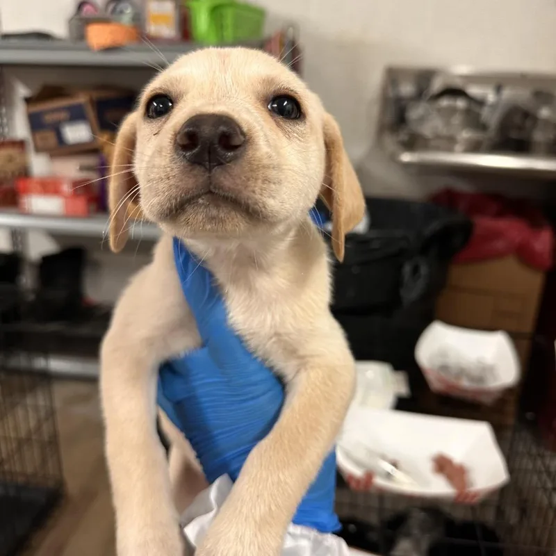 A baby medium-sized female Yellow / Tan / Blond / Fawn Mixed Breed dog named Minnie for adoption in Edinburg, TX