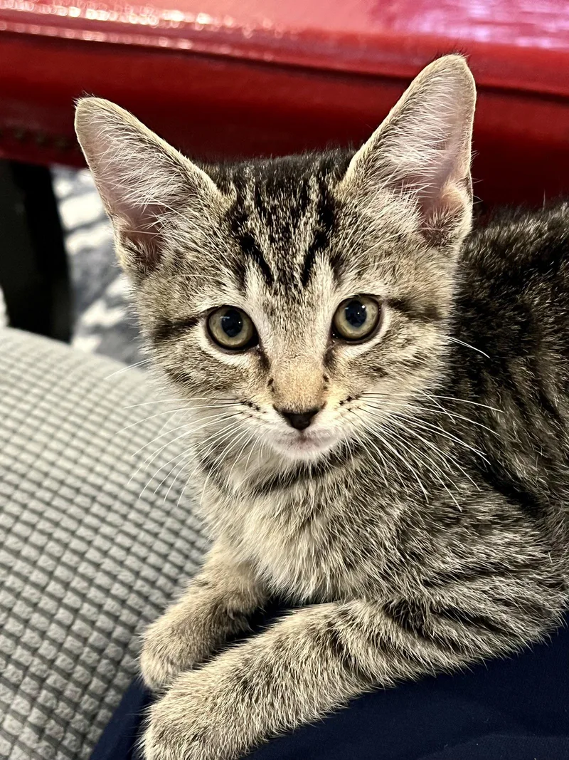 A baby medium-sized male Tiger cat named Basil for adoption in Wesley Chapel, FL