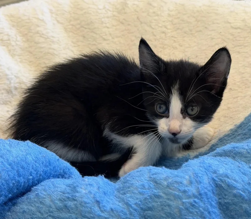 A baby medium-sized male Black & White / Tuxedo Domestic Short Hair cat named Tom for adoption in Slidell, LA