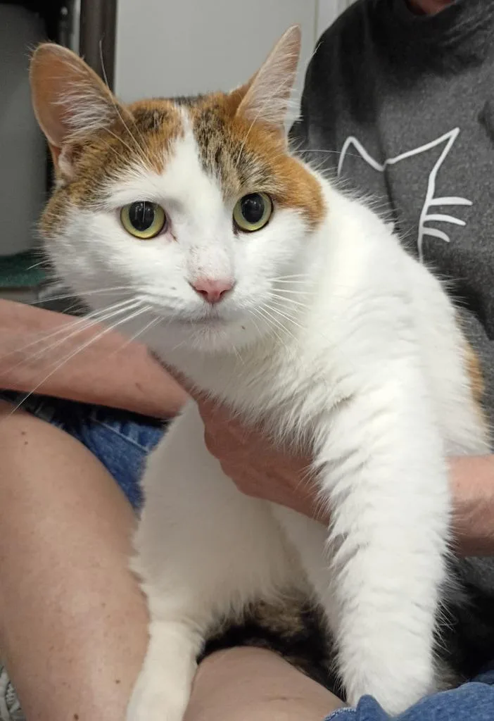 An adult medium-sized female Domestic Short Hair cat named Cocoa for adoption in Rockford, IL