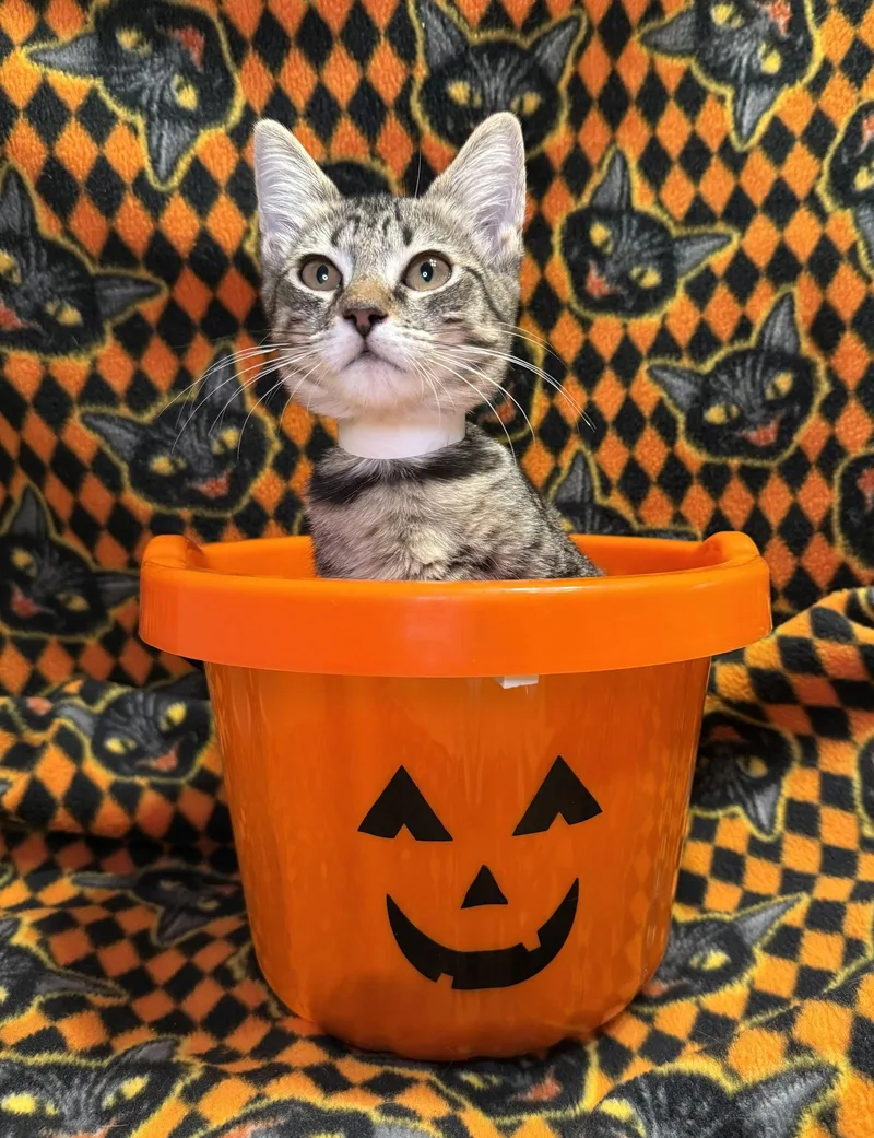 Elizabeth thumbnail 2