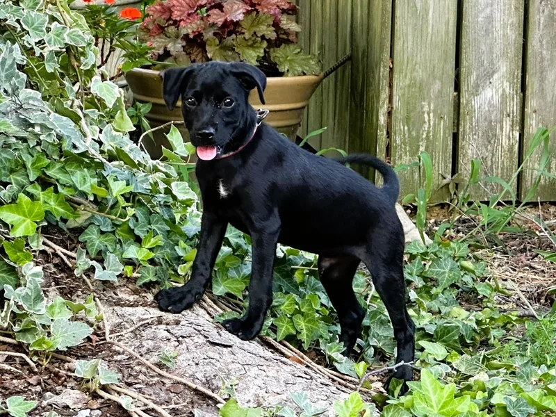 A baby small-sized male Black Dachshund dog named Shadow for adoption in Humboldt, TN