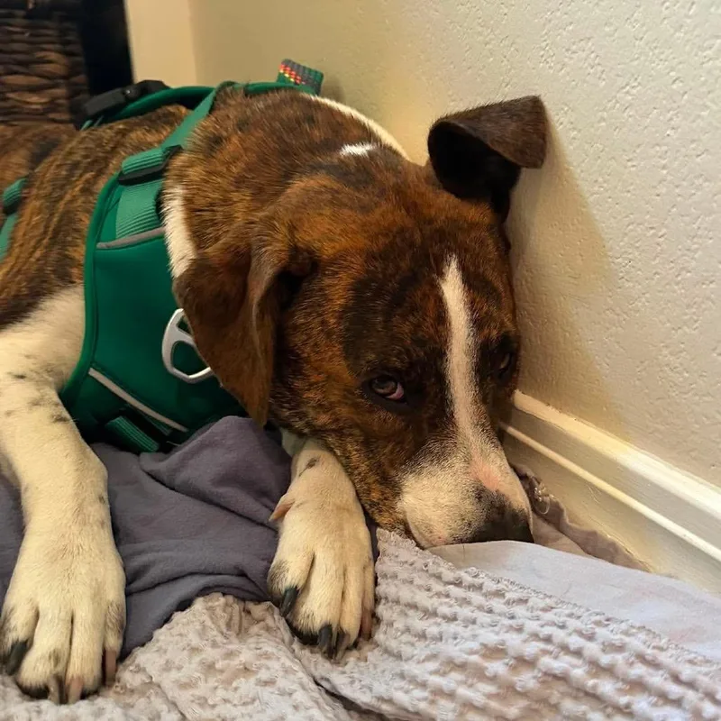 An adult medium-sized female Brown / Chocolate Terrier dog named Taylor for adoption in Nampa, ID