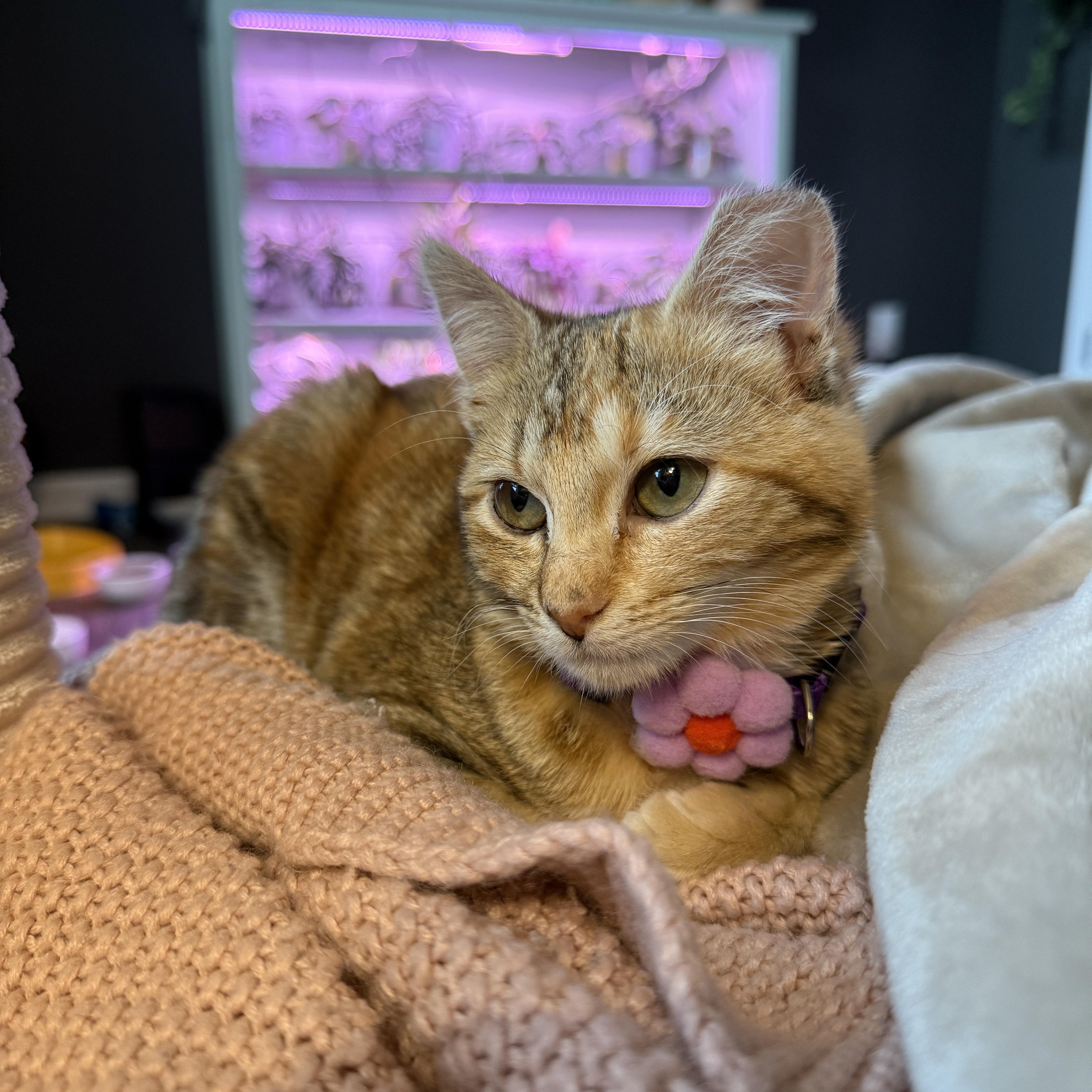 A baby small-sized female Torbie Domestic Short Hair cat named Jupiter for adoption in Fort Oglethorpe, GA