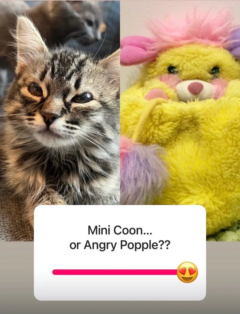 A young small-sized female Domestic Short Hair cat named Evelyn for adoption in Los Angeles, CA