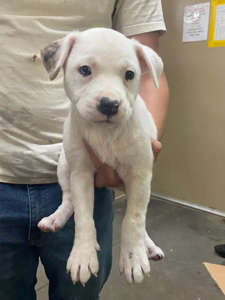 A baby medium-sized female Pit Bull Terrier dog named Patch for adoption in Swainsboro, GA
