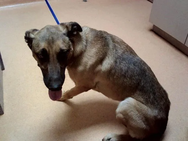 An adult large-sized female German Shepherd Dog dog named Wrangler for adoption in Martinez, CA