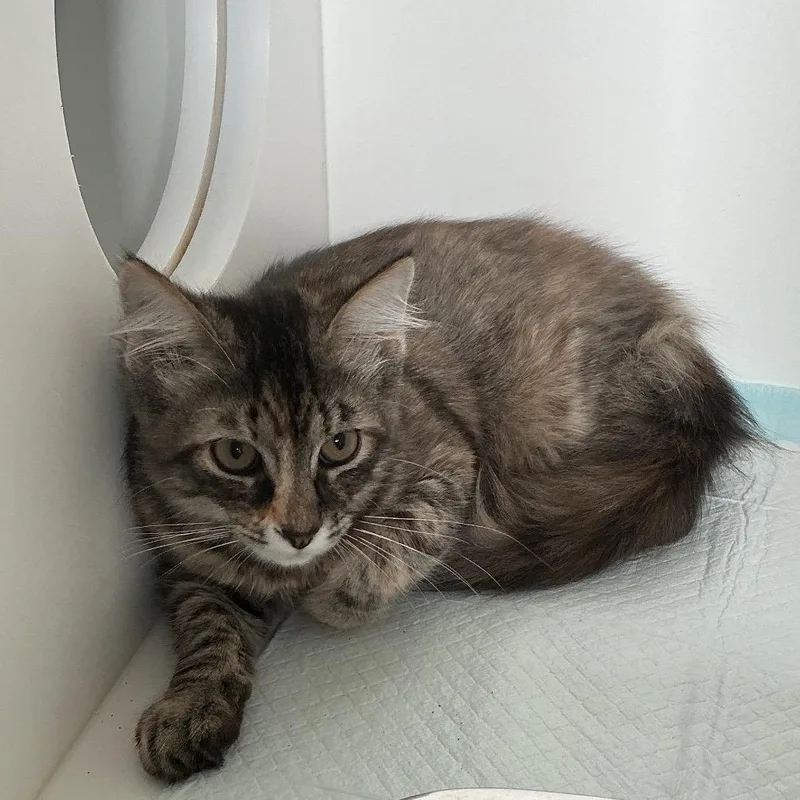 A baby small-sized female Tortoiseshell Domestic Medium Hair cat named BoPeep for adoption in Elizabeth City, NC
