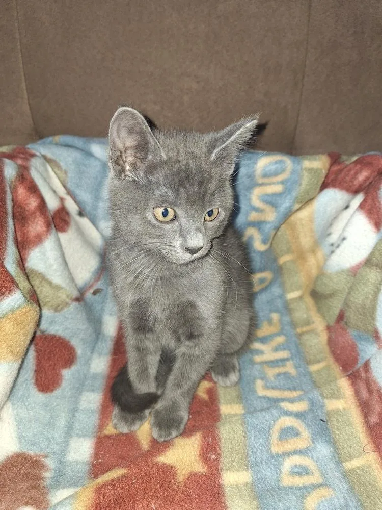 A baby small-sized male Domestic Long Hair cat named Iroh for adoption in Thornton, CO