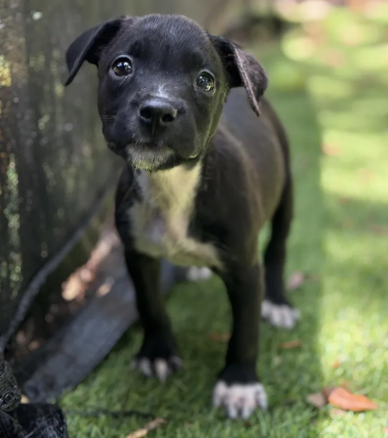 A baby medium-sized female Black Mixed Breed dog named Flash for adoption in Proctorville, OH