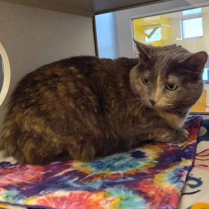 An adult large-sized female Dilute Tortoiseshell Domestic Short Hair cat named Cream for adoption in Cedar Rapids, IA