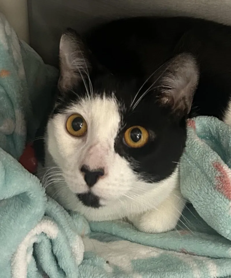 A young medium-sized male Domestic Short Hair cat named Koala for adoption in Mendham, NJ