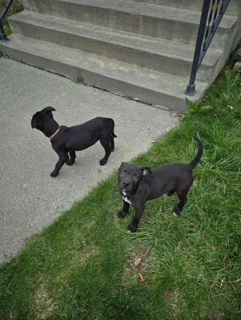 Estrella thumbnail 2