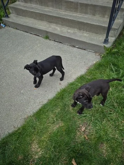 Estrella thumbnail 3