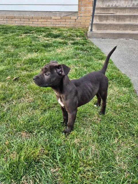 Estrella thumbnail 4