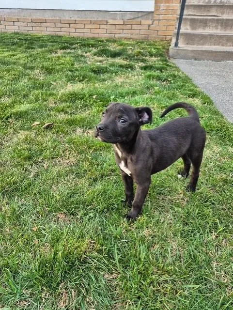 Estrella thumbnail 5