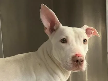 An adult medium-sized female White / Cream Mixed Breed dog named Tulip for adoption in Georgetown, TX