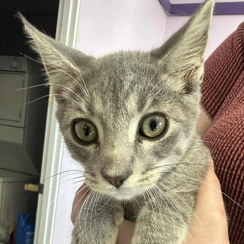 A baby small-sized male Domestic Short Hair cat named Nacho for adoption in Grinnell, IA