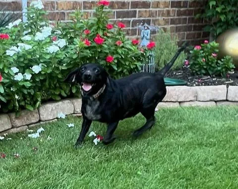 Lucy  Doxie Mix thumbnail 2