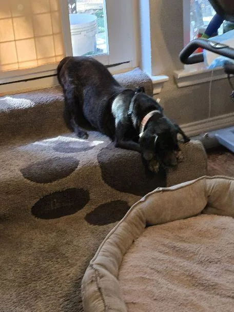 Lucy  Doxie Mix thumbnail 3