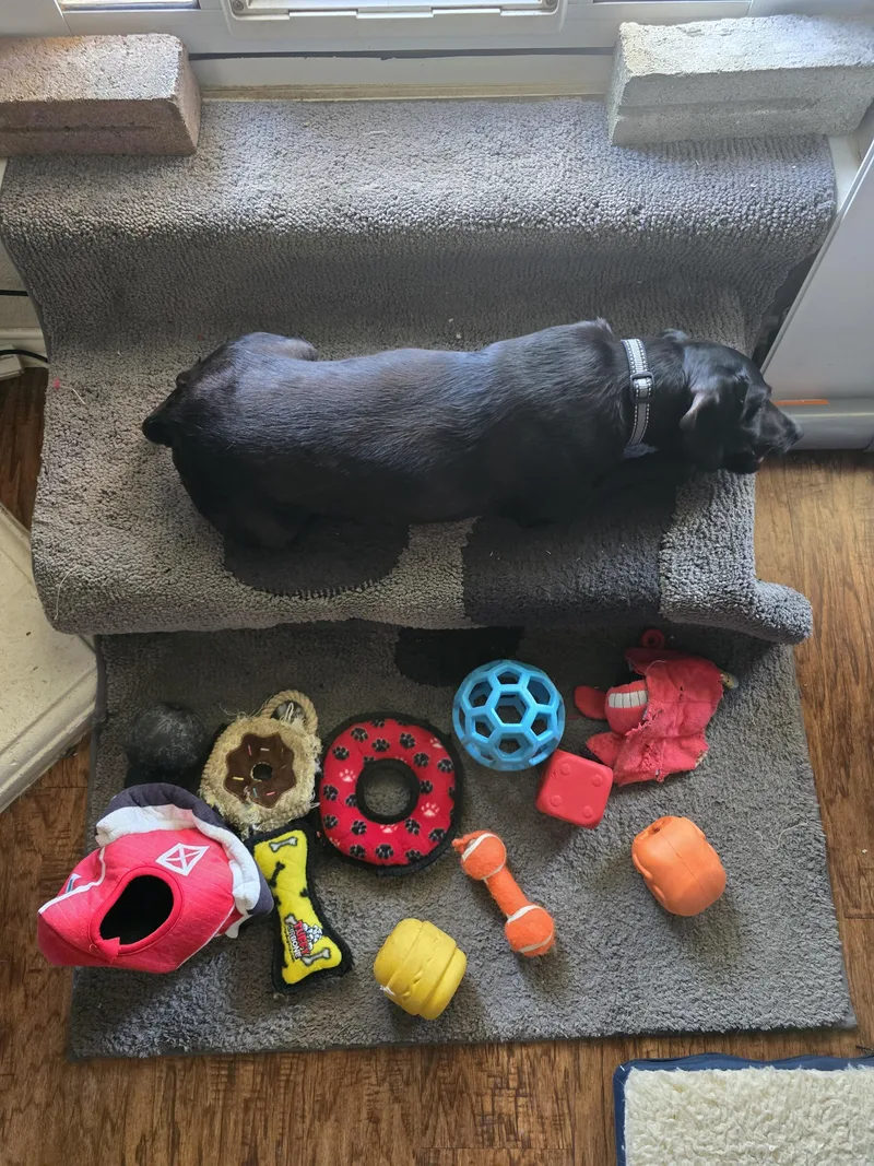 Lucy  Doxie Mix thumbnail 4