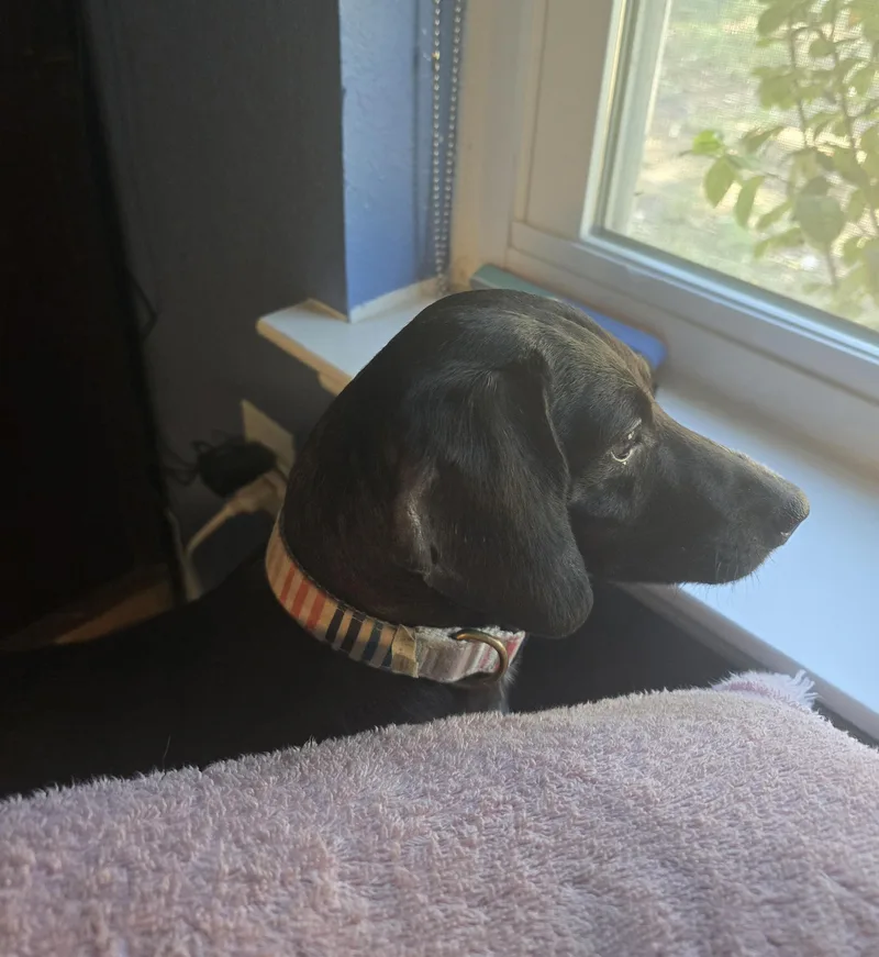 Lucy  Doxie Mix thumbnail 5