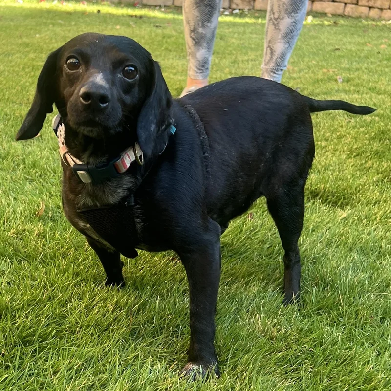 Lucy  Doxie Mix thumbnail 6