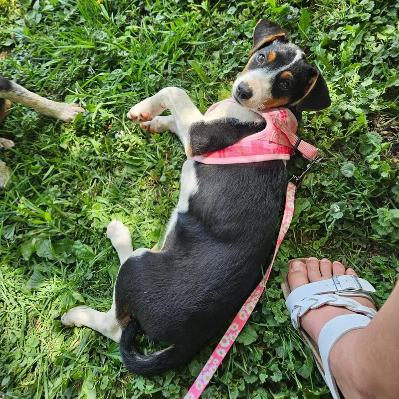 Delilah