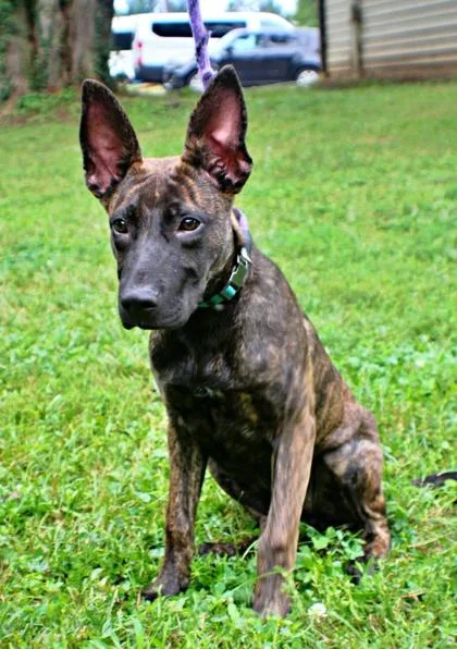 Nellie Nitro